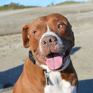 Meet your Posher, Nichole